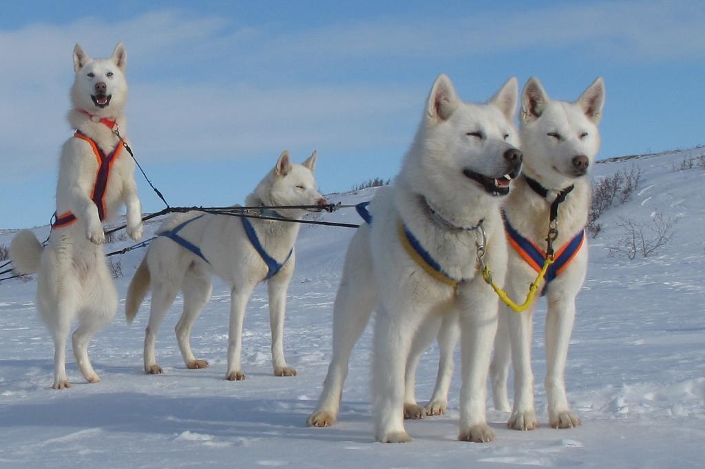 Arctic Chalet Resort Inuvik Kültér fotó